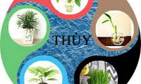 Người mệnh Thủy nên trồng những cây này nếu muốn thăng tiến tốt trong sự nghiệp 